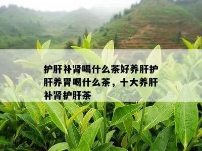 养肝补肾喝什么茶 